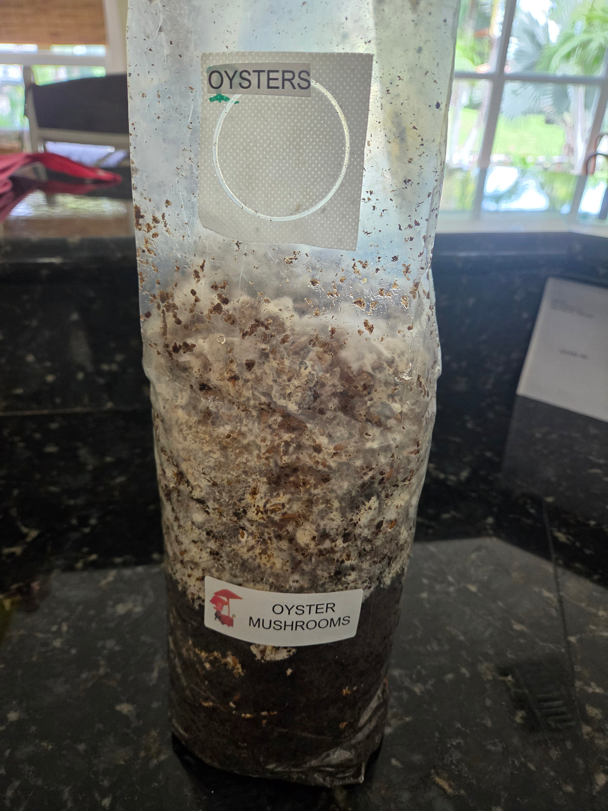 Oyster Mushroom grow bag